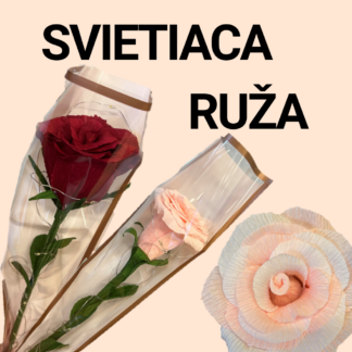 Svietiaca ruža